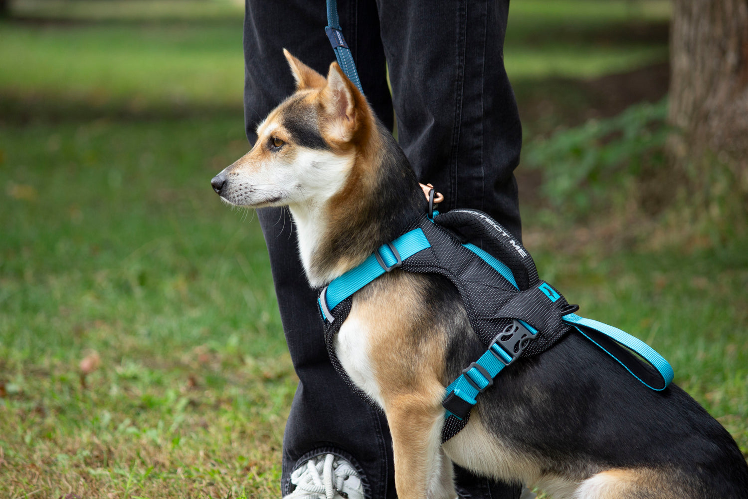 CUSTOM HARNESS-BLUE