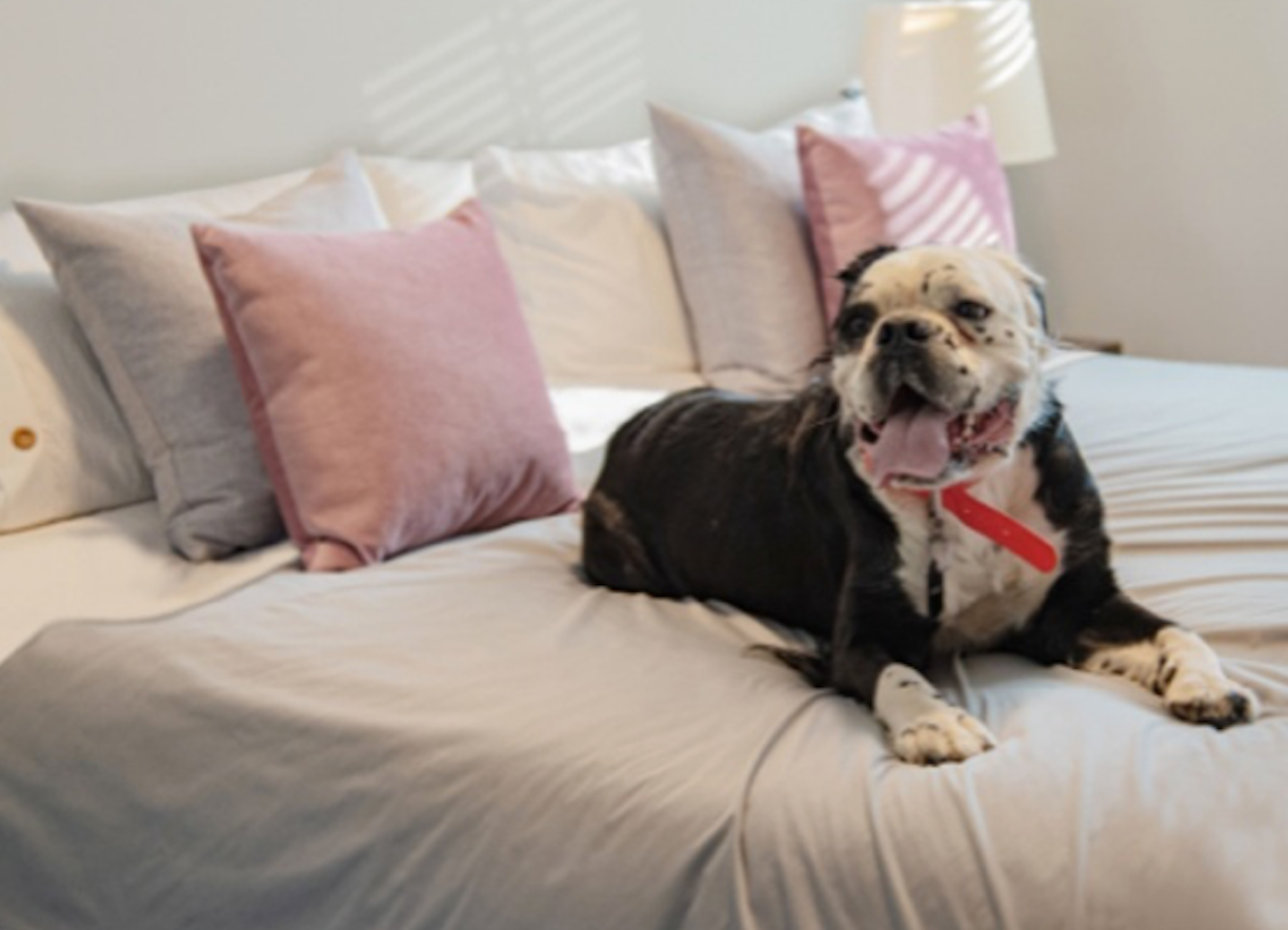 WATERPROOF/ANTIBACTERIAL PET BLANKET & FURNITURE PROTECTOR