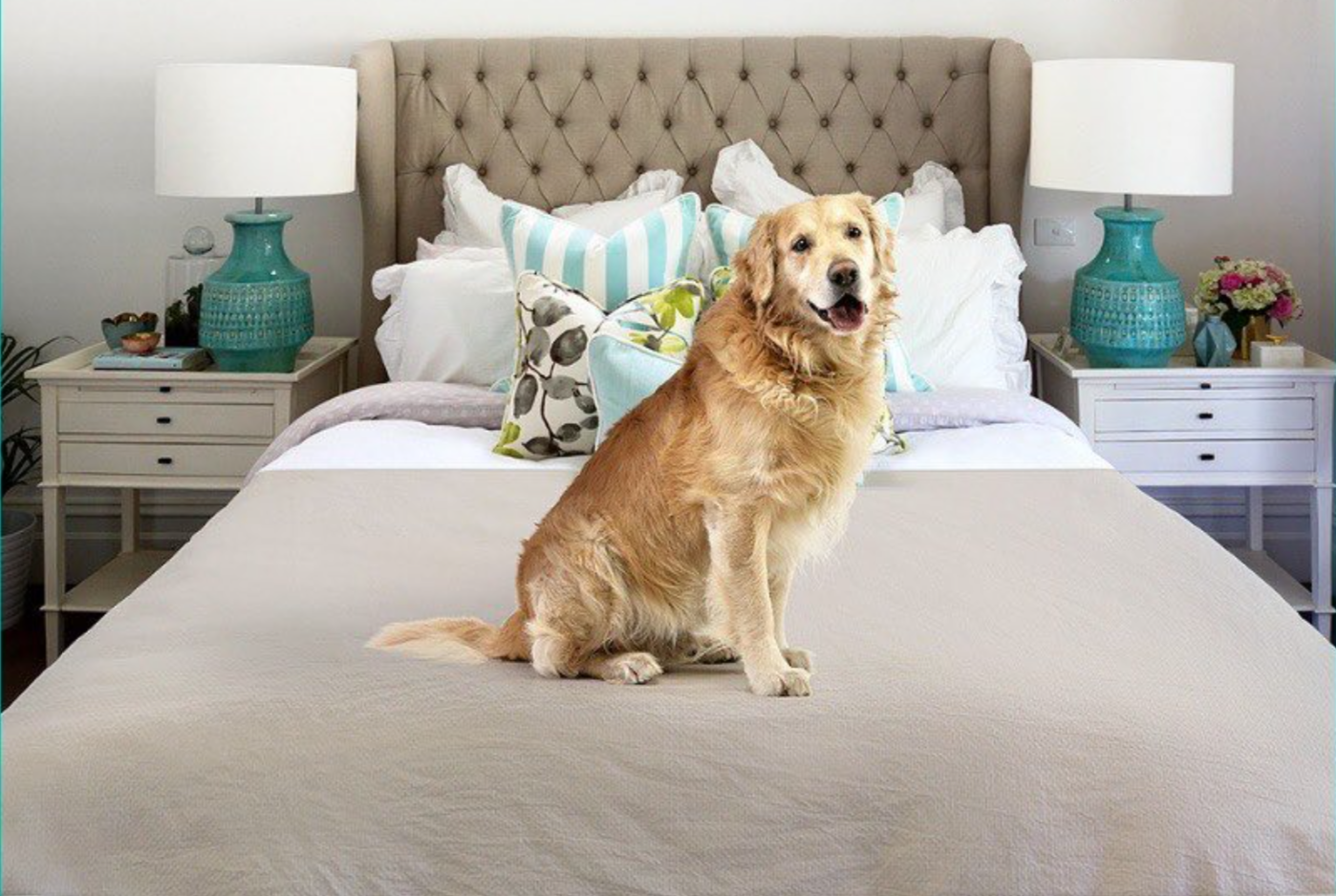 WATERPROOF/ANTIBACTERIAL PET BLANKET & FURNITURE PROTECTOR