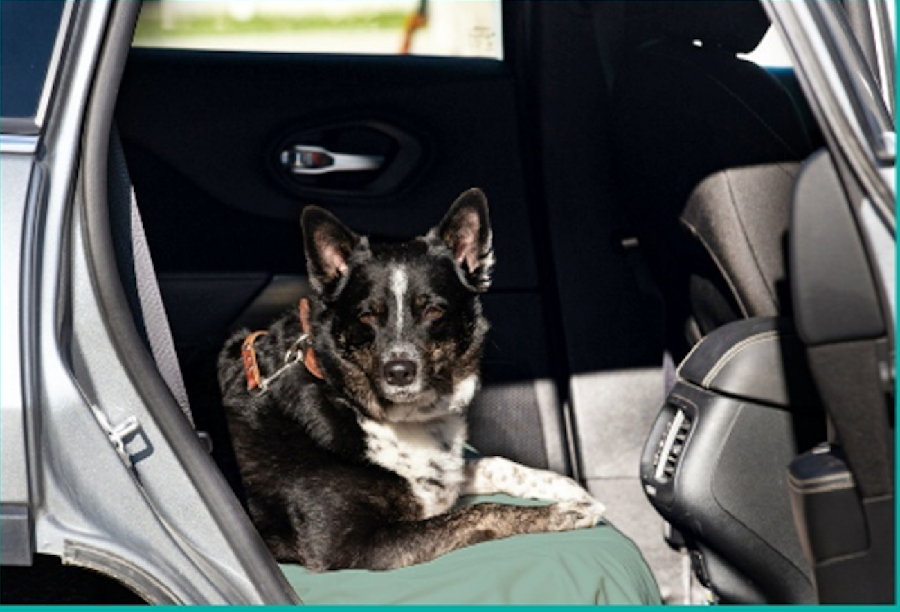 WATERPROOF/ANTIBACTERIAL PET BLANKET & FURNITURE PROTECTOR