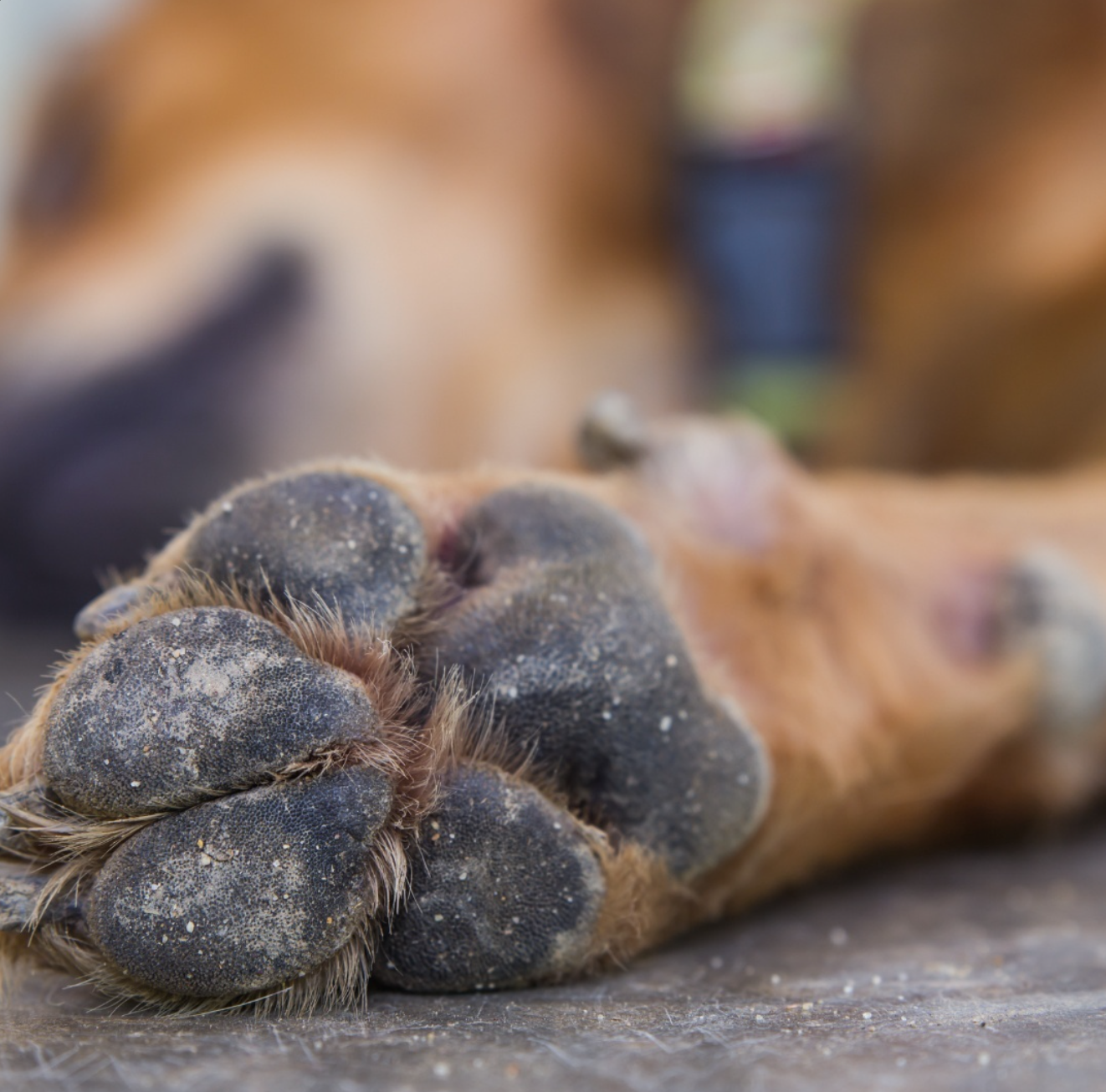 WATERPROOF/ANTIBACTERIAL PET BLANKET & FURNITURE PROTECTOR