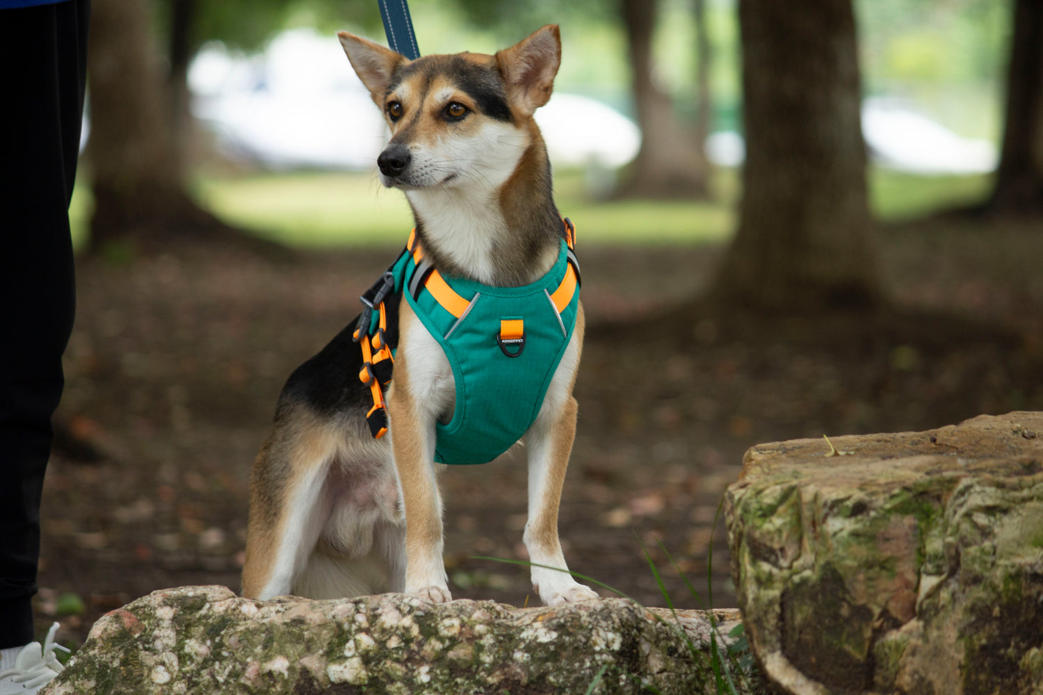 SPRINTER HARNESS/AD-SS05