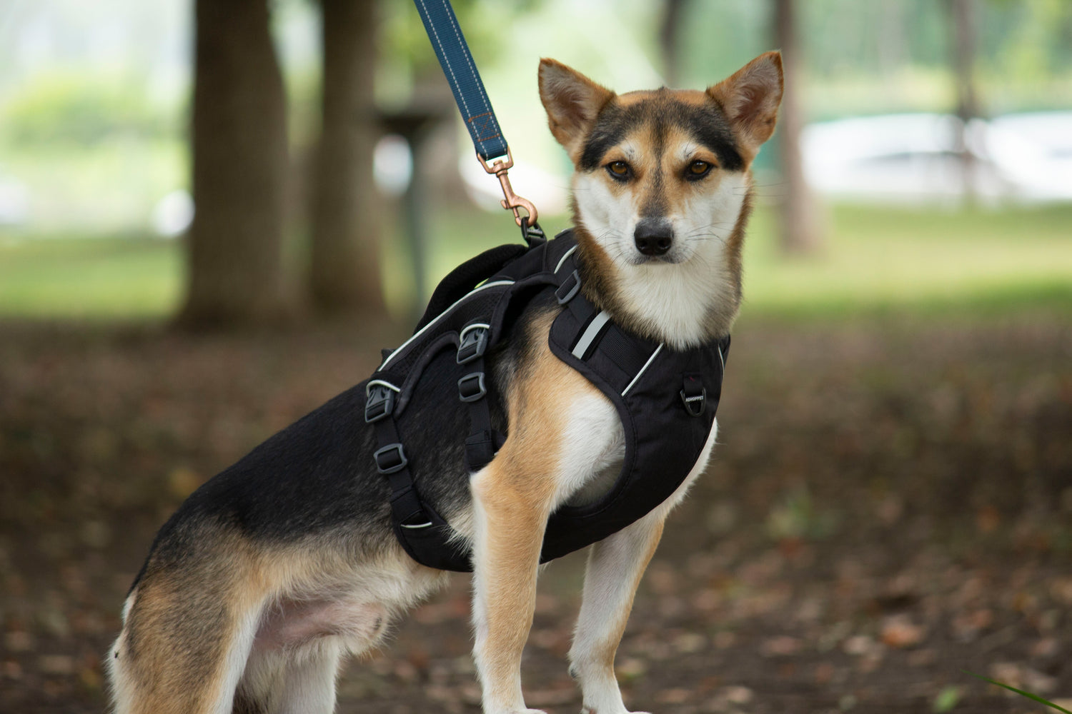 SPRINTER HARNESS/AD-SS002