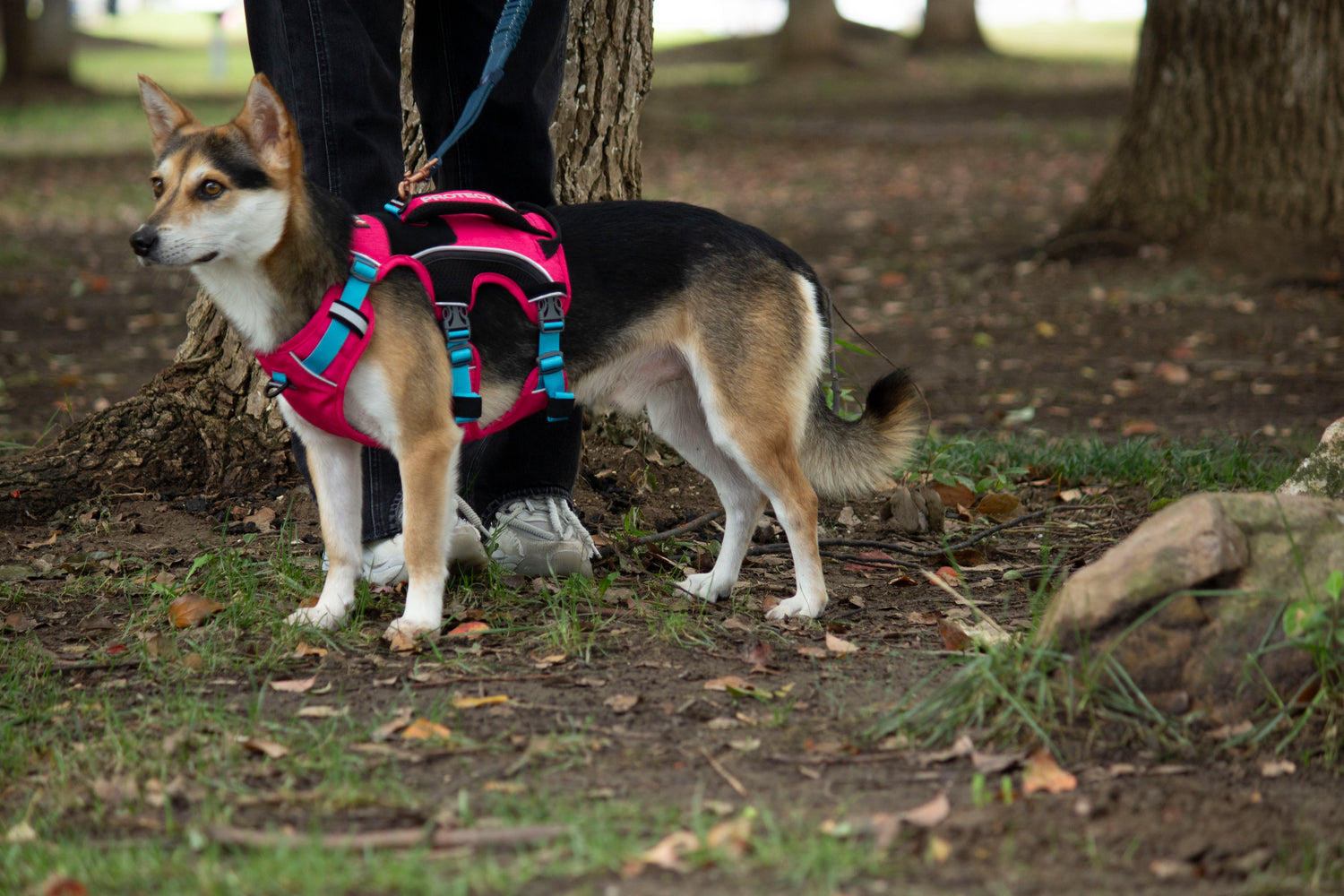 SPRINTER HARNESS/AD-SS004