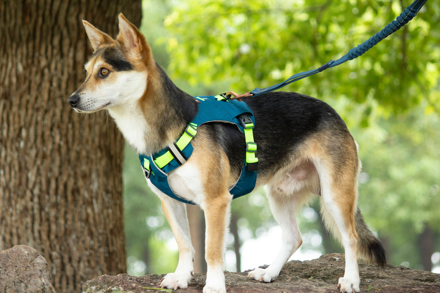 MOUNTAIN TREK HARNESS/BLUE