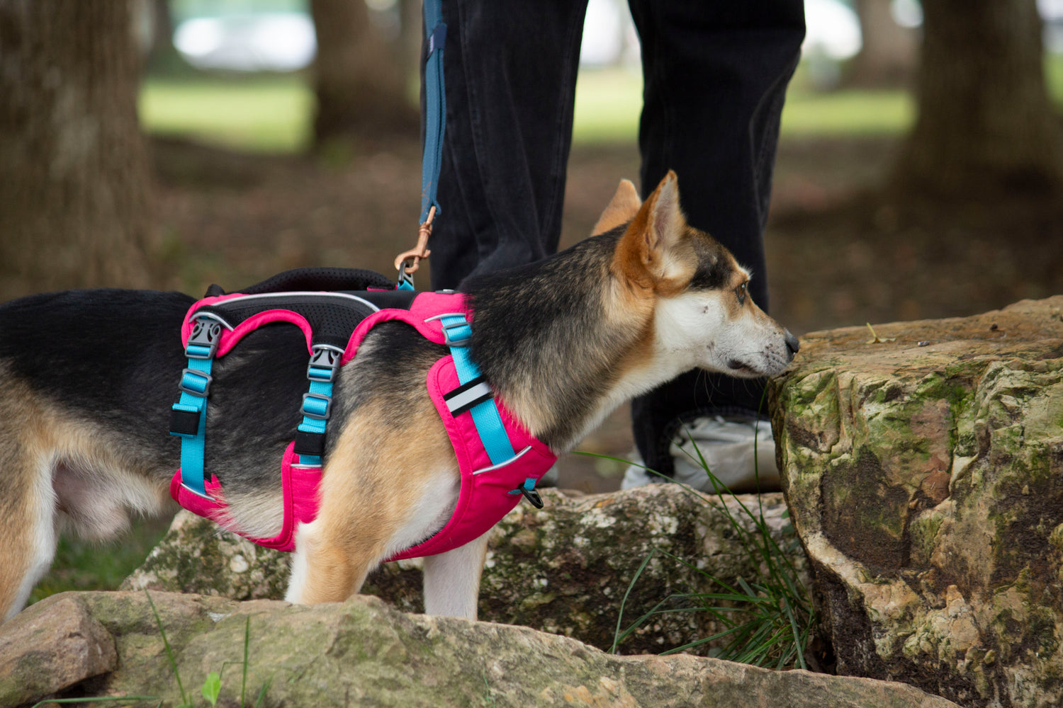 SPRINTER HARNESS/AD-SS004