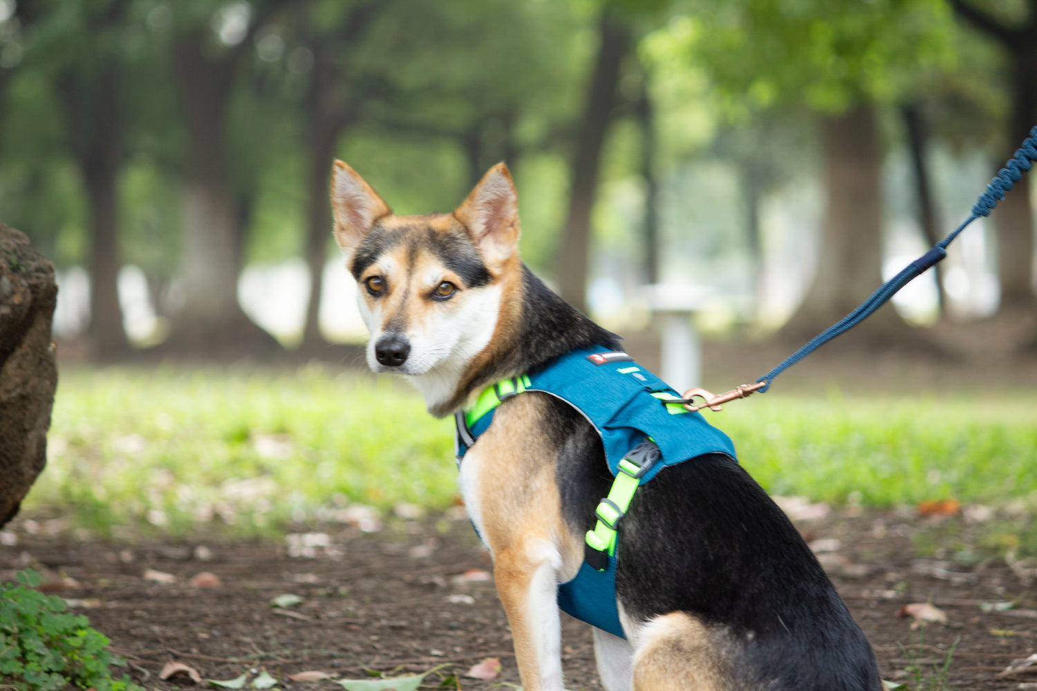 MOUNTAIN TREK HARNESS/BLUE