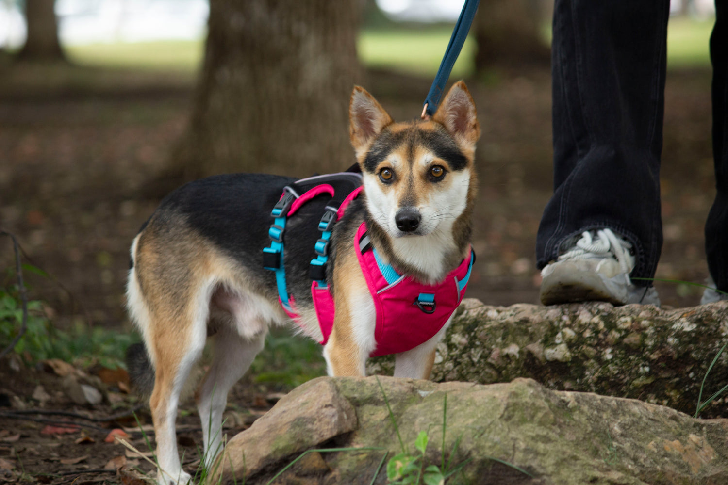 SPRINTER HARNESS/AD-SS004