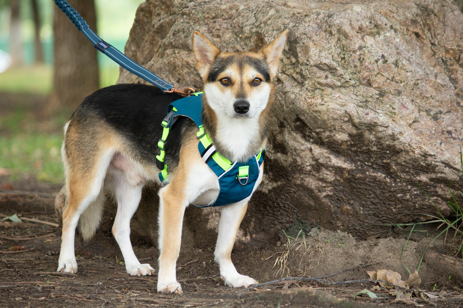MOUNTAIN TREK HARNESS/BLUE