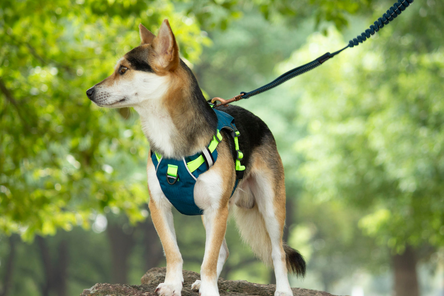 MOUNTAIN TREK HARNESS/BLUE