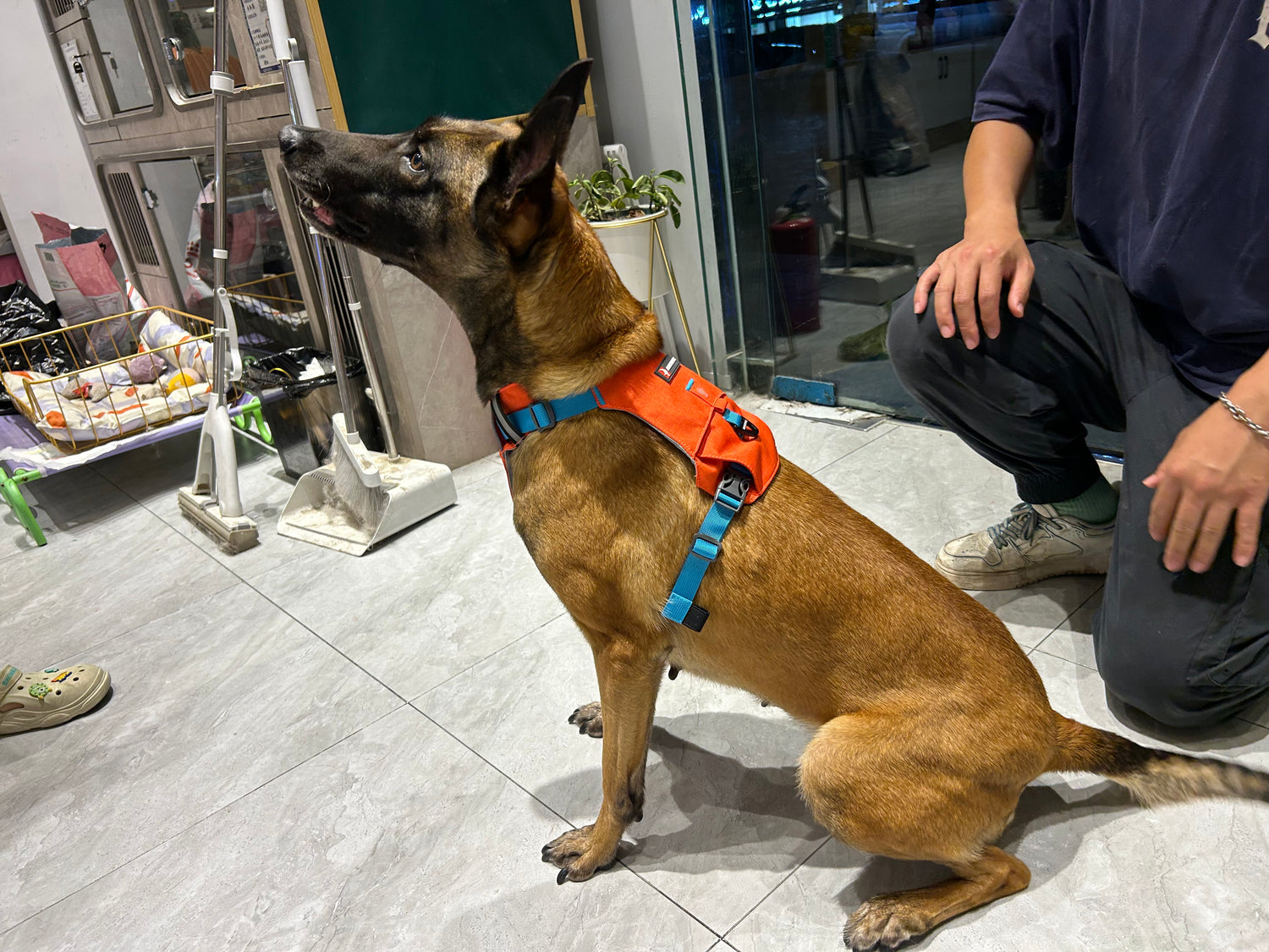 MOUNTAIN TREK HARNESS/TANGERINE