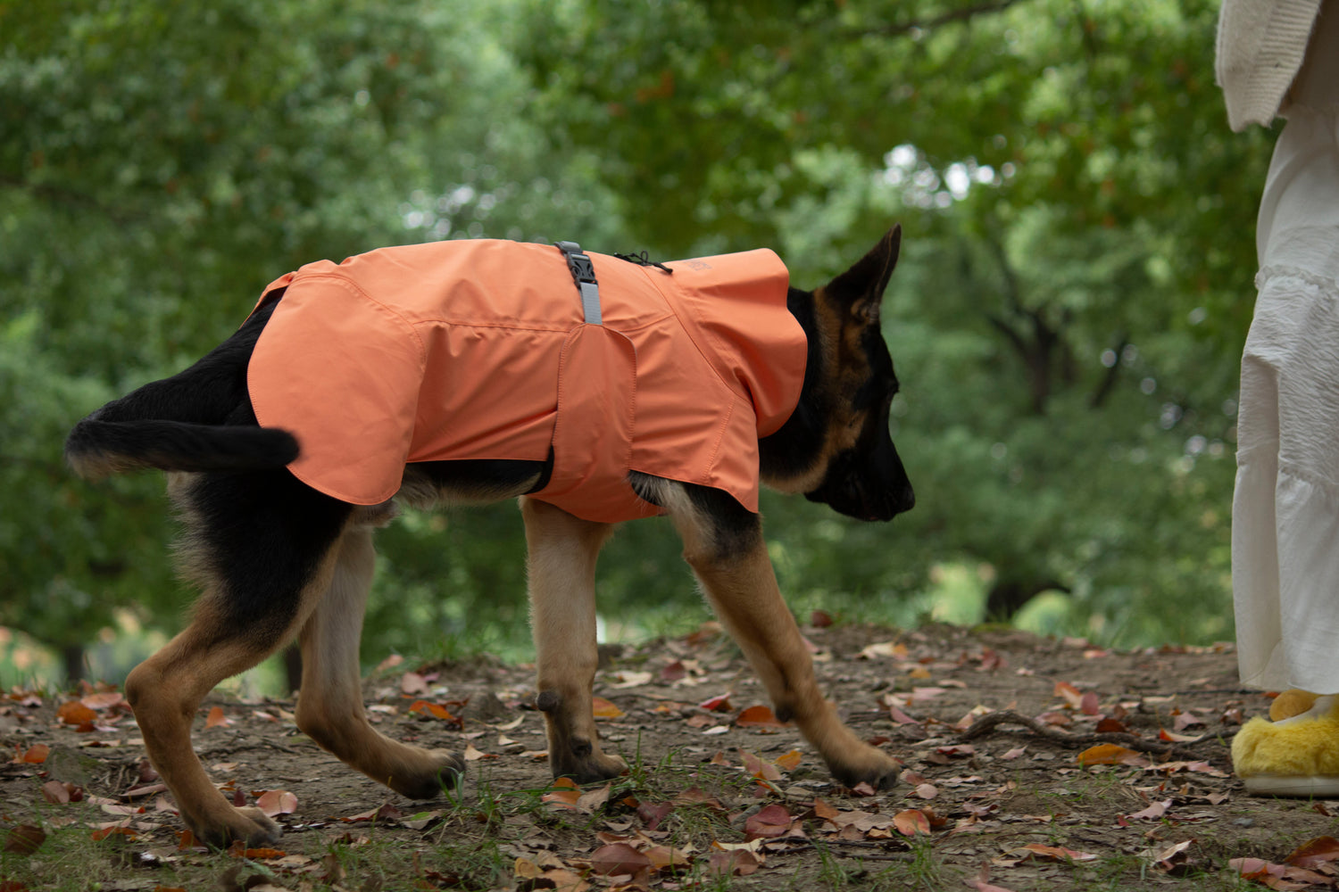 FOREST MIST RAINCOAT/Orange