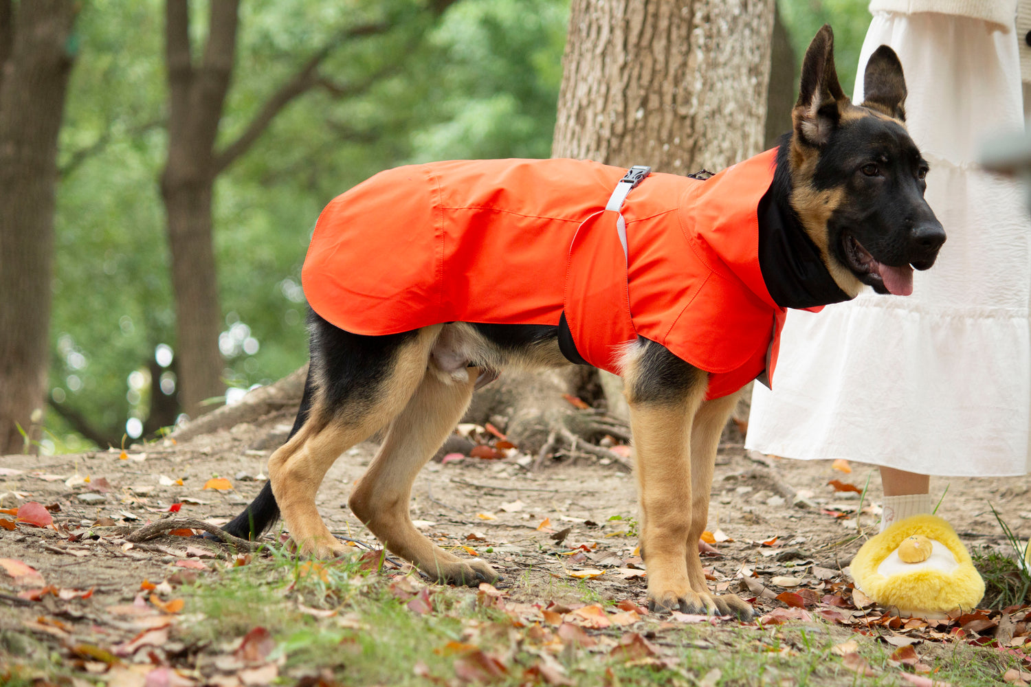 FOREST MIST RAINCOAT/Tangerine