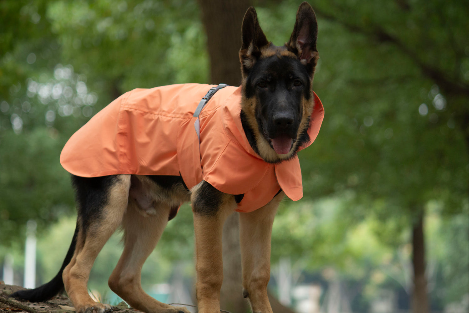 FOREST MIST RAINCOAT/Orange