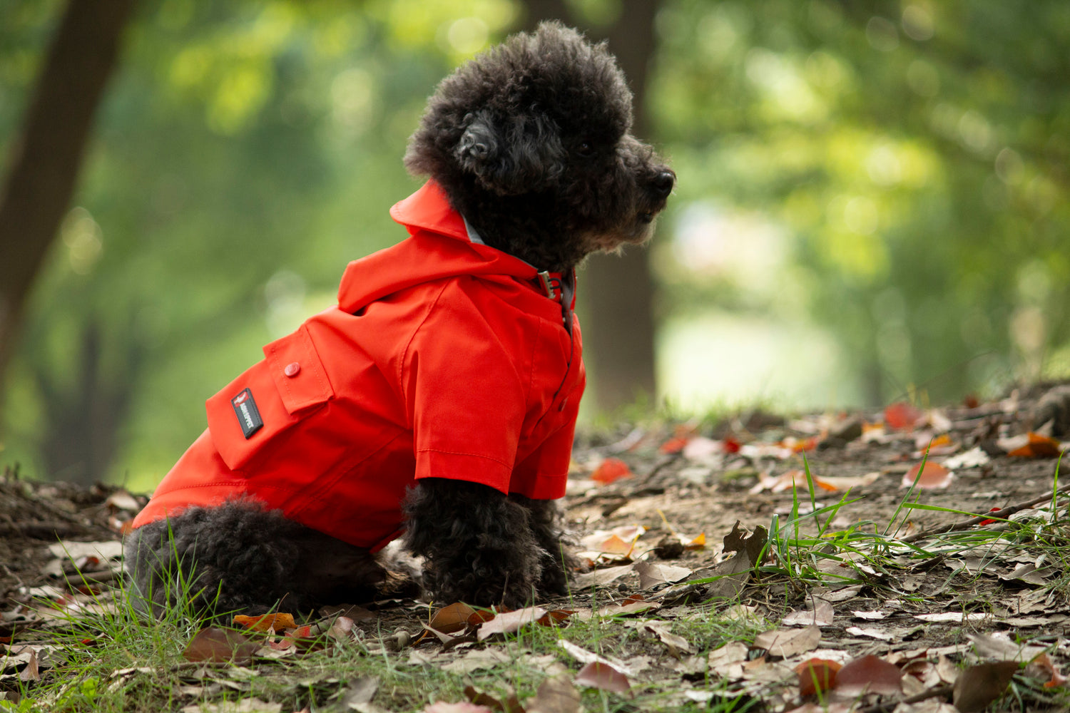 Orange-dog raincoat