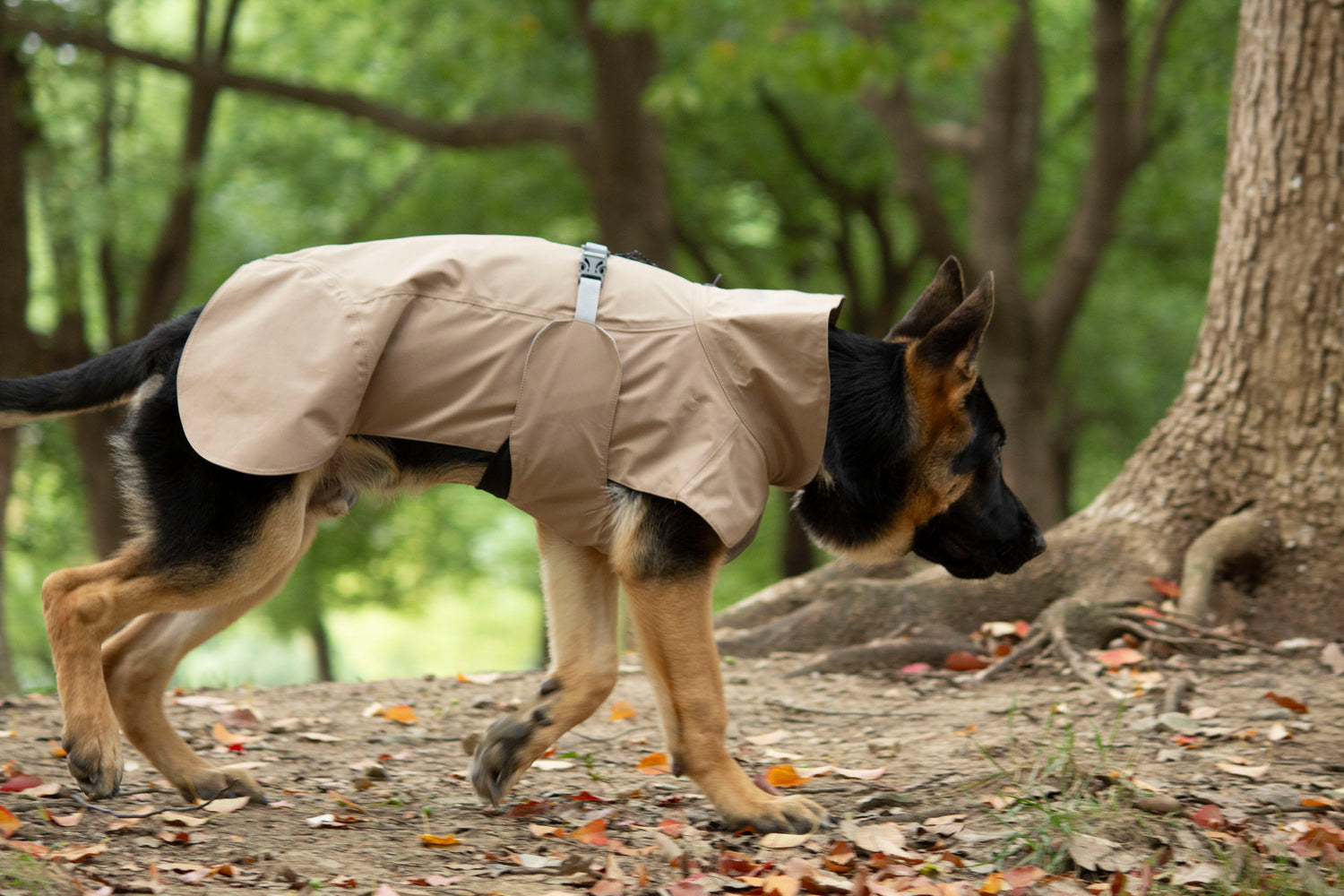 FOREST MIST RAINCOAT/Sable