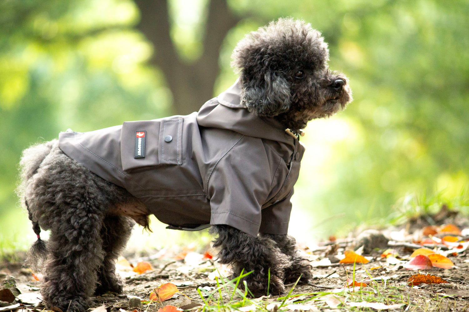 Grey-dog raincoat