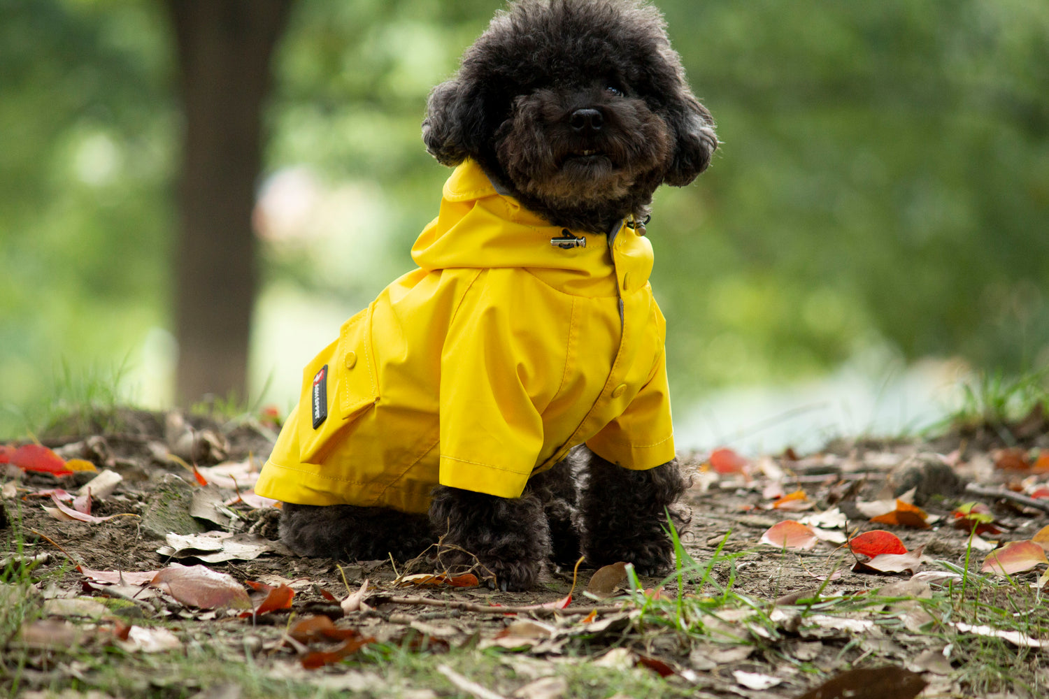 Yellow- dog raincoat