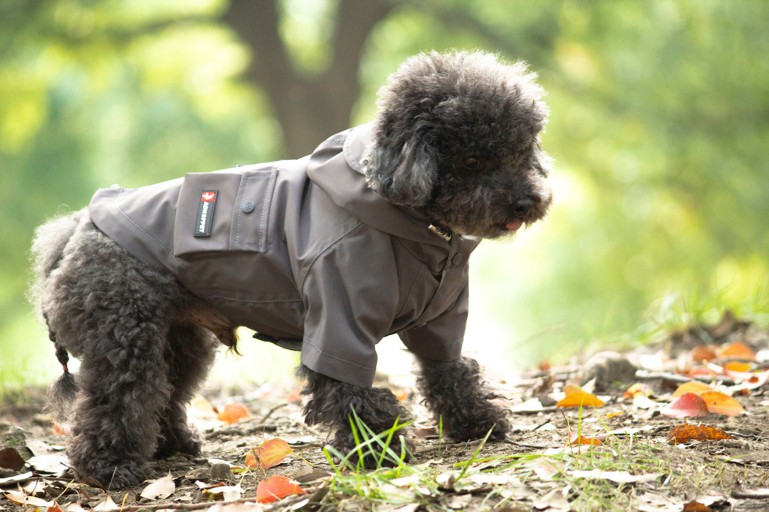 Grey-dog raincoat